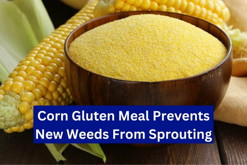 corn gluten meal for weed control