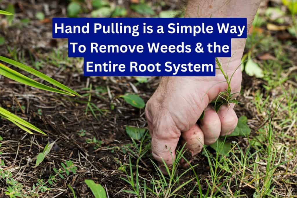 hand pulling for diy weed killing