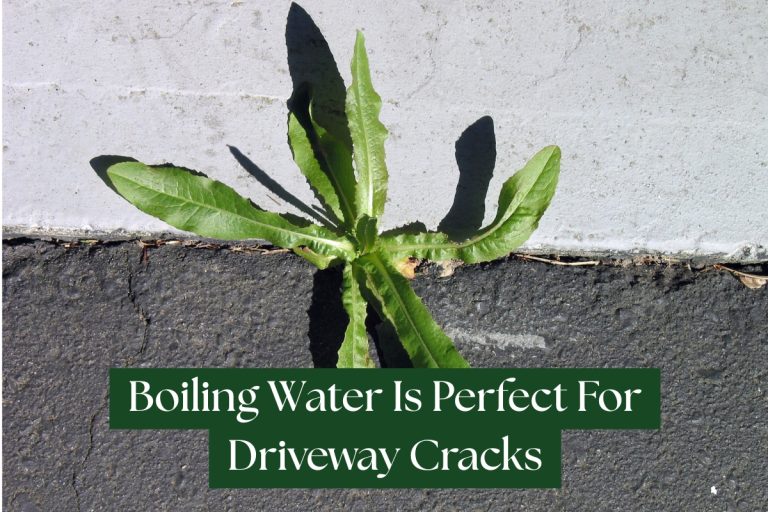 7 Ways To Get Rid of Poison Ivy (Natural And Herbicidal Strategies)