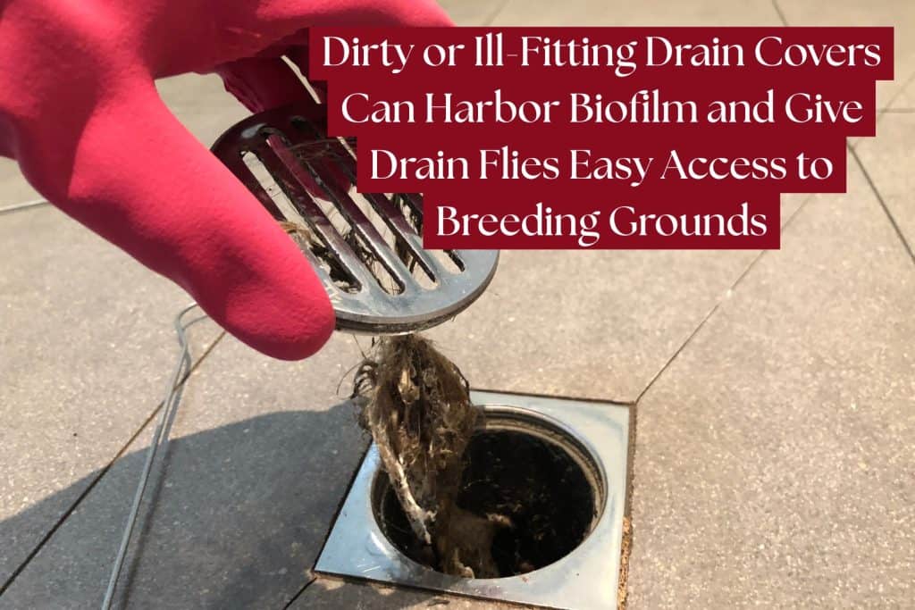 clean replace drain cover for drain flies