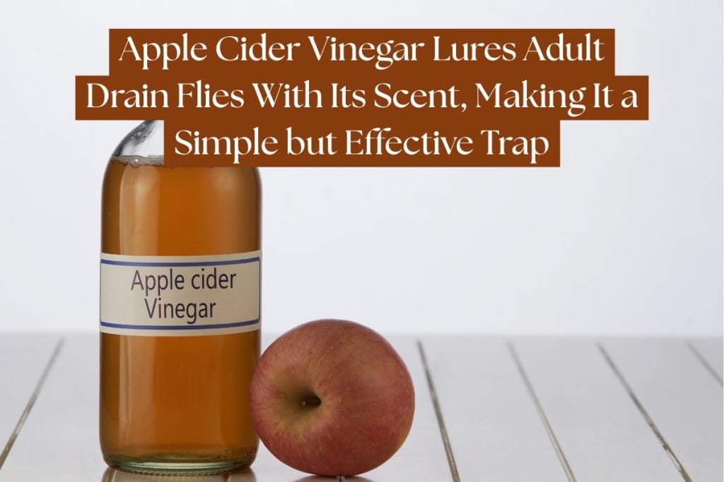 drain brush for pest control (1)