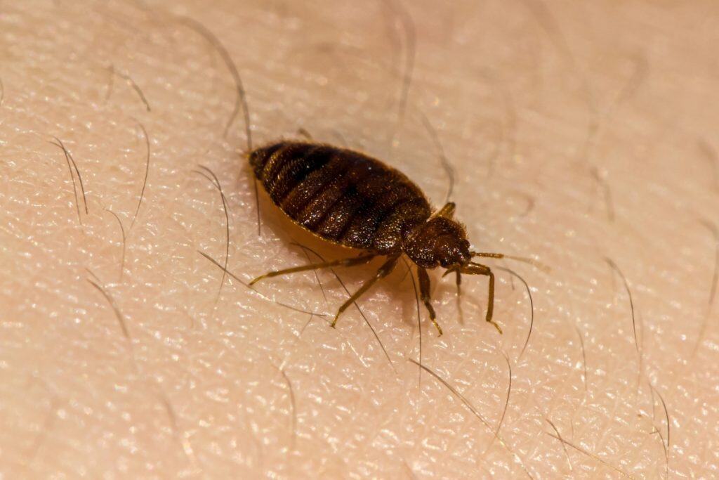 How To Check For Bed Bugs (Signs And Inspection Tips)