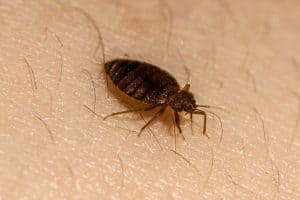 how to check for bed bugs