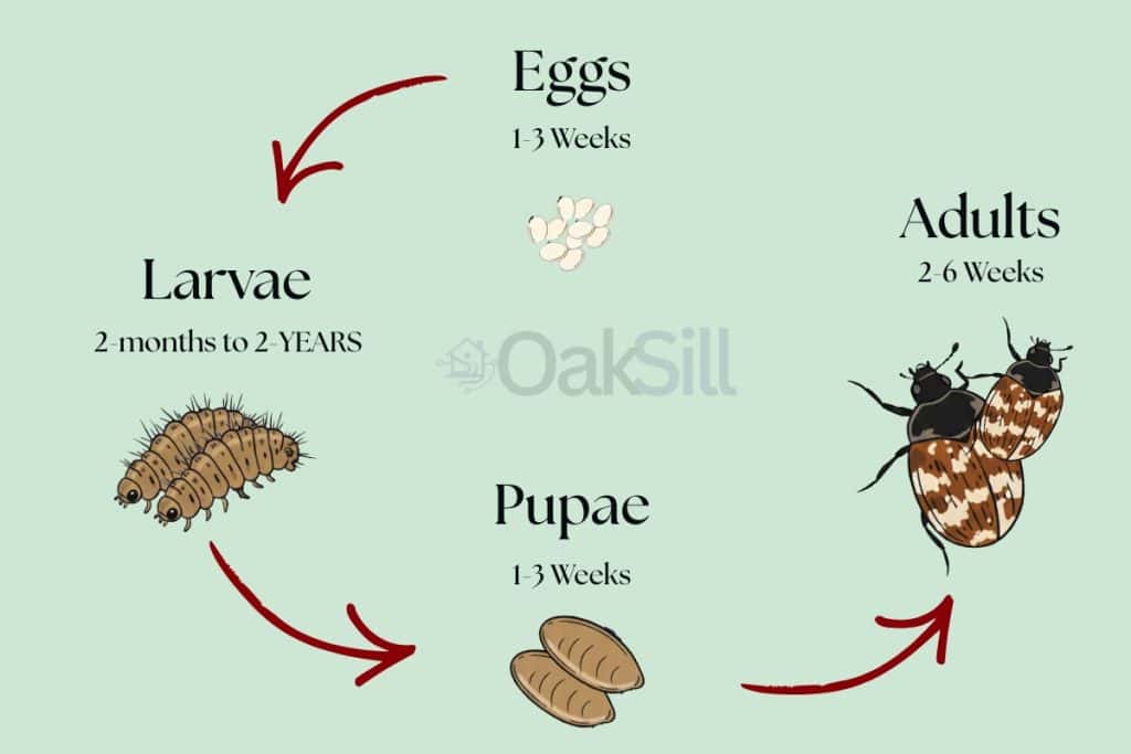 11 Proven Ways to Get Rid of Carpet Beetles (DIY, Pro, & Prevention) 2 carpet beetles life cycle (1)