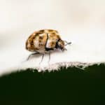 get rid of carpet beetles (2)