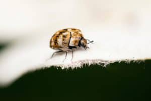 get rid of carpet beetles (2)