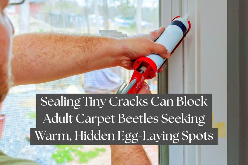 11 Proven Ways to Get Rid of Carpet Beetles (DIY, Pro, & Prevention) 12 sealing entry points carpet beetles