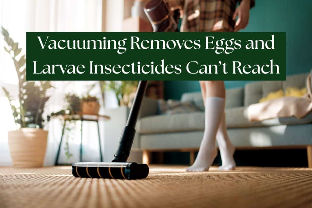 11 Proven Ways to Get Rid of Carpet Beetles (DIY, Pro, & Prevention) 5 vacuuming carpet beetles