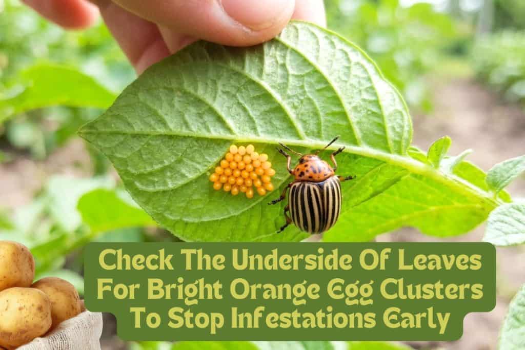 8 Essential Steps to Growing, Harvesting, and Storing Your Best Potato Crop Ever 7 colorado potato beetle prevention