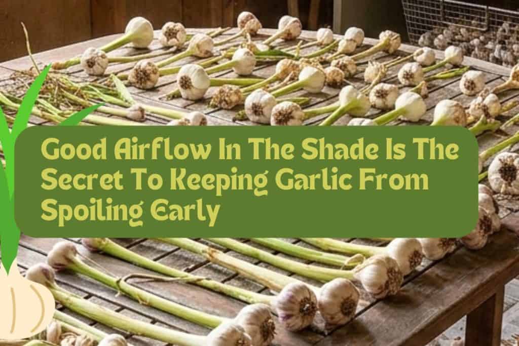 From Clove to Kitchen: A Simple Guide on How to Grow Garlic Plants 6 curing drying garlic