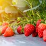 Home (GB) 4 growing strawberries