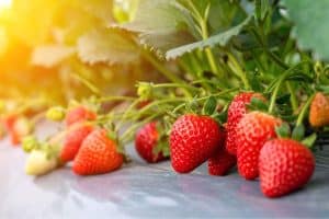 Diane Dunn 6 growing strawberries