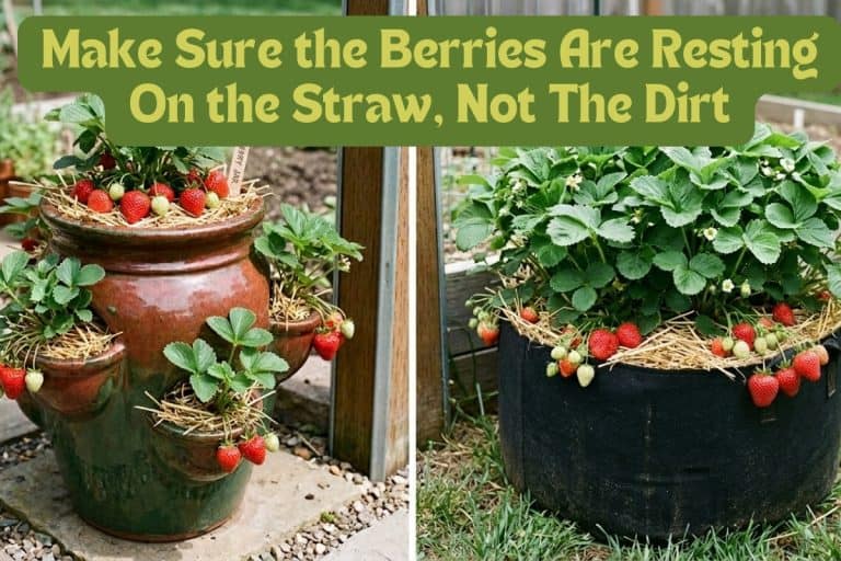 The Complete Guide to Growing Sweet, Juicy Strawberries at Home