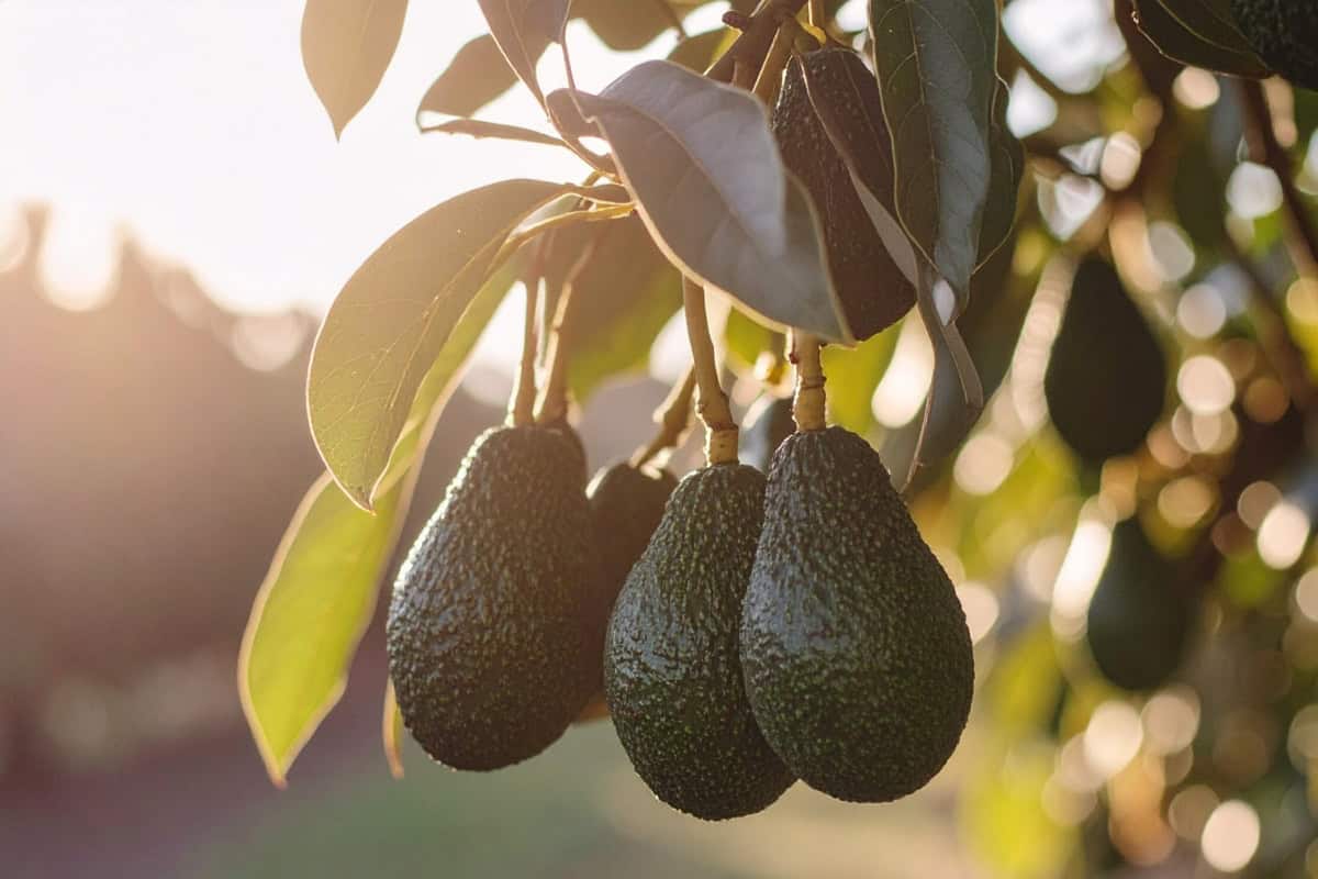 how to grow avocado from seed