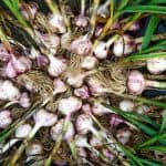 Home (GB) 1 how to grow garlic