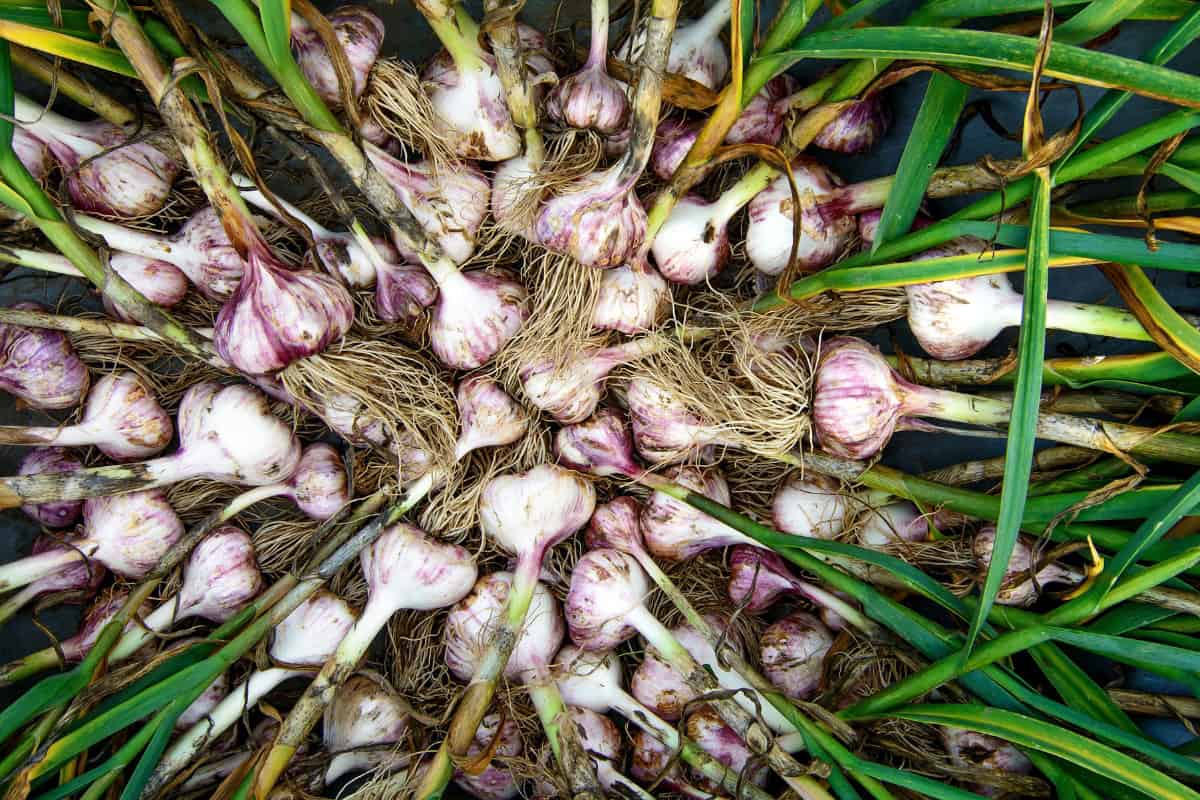 how to grow garlic