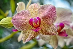 Diane Dunn 2 how to grow orchids