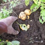 Home (GB) 3 how to grow potatoes