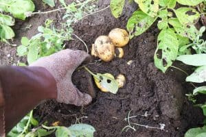 Diane Dunn 12 how to grow potatoes