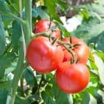 Home (GB) 1 how to grow tomatoes