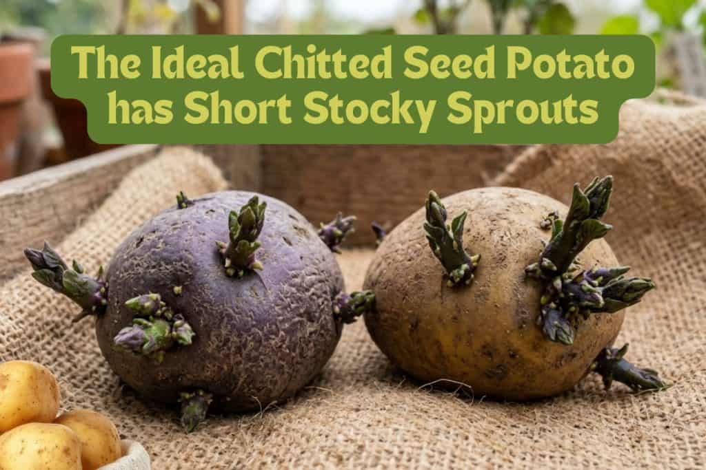 8 Essential Steps to Growing, Harvesting, and Storing Your Best Potato Crop Ever 3 how to sprout potatoes