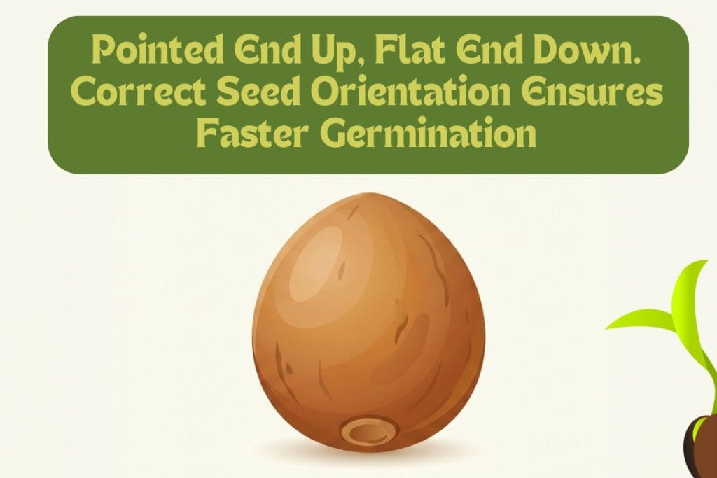 6 Steps to Grow an Avocado from Seed (Beginner’s Guide) 2 peeled avocado seed (1)