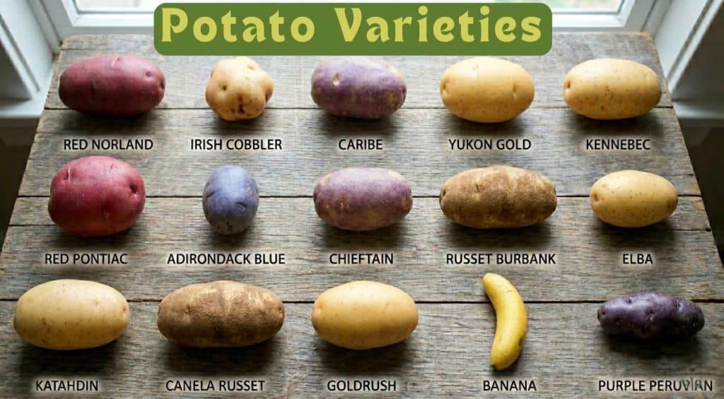 8 Essential Steps to Growing, Harvesting, and Storing Your Best Potato Crop Ever 2 potato seed varieties (1)