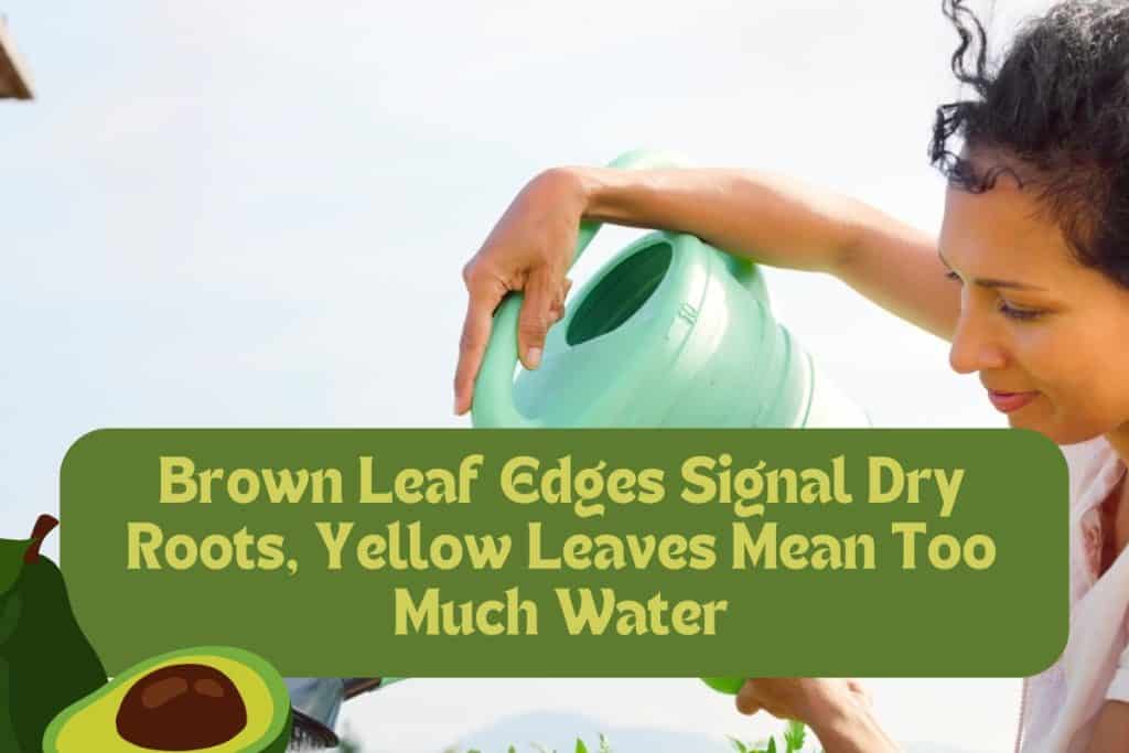 6 Steps to Grow an Avocado from Seed (Beginner’s Guide) 6 watering avocado plant