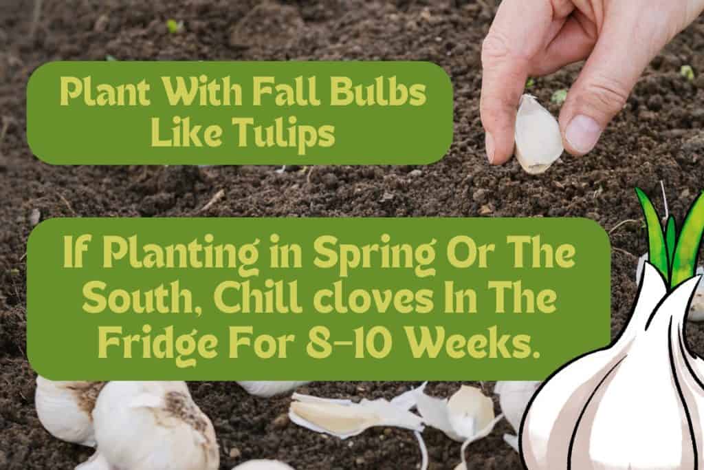 From Clove to Kitchen: A Simple Guide on How to Grow Garlic Plants 3 when to plant garlic