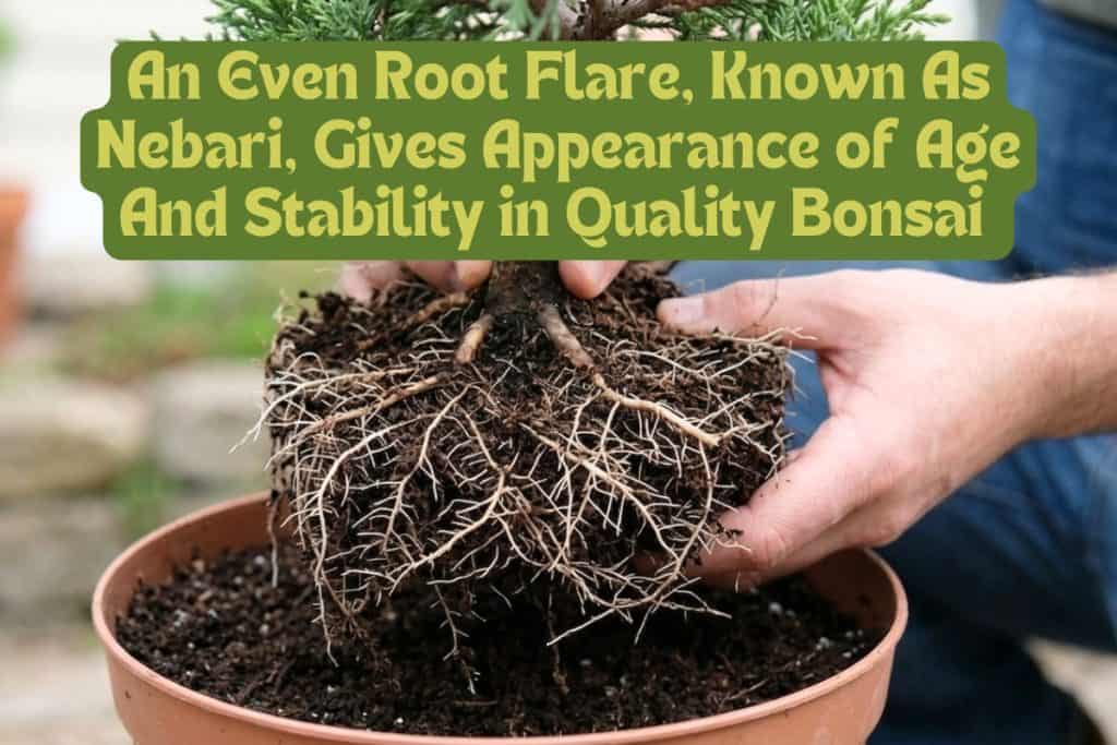 8 Steps to Bonsai Success: Watering, Pruning, Repotting, and More 2 choosing a healthy bonsai tree