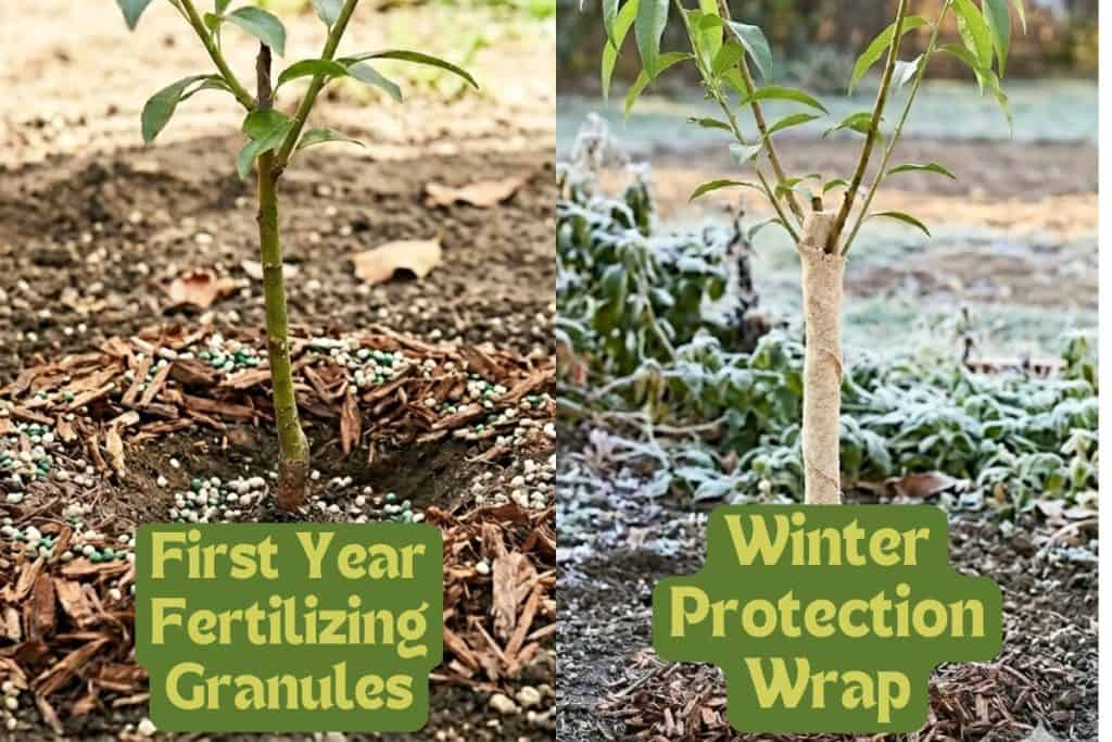 Everything You Need to Know About Growing Peaches from Scratch 6 first year care peach plant