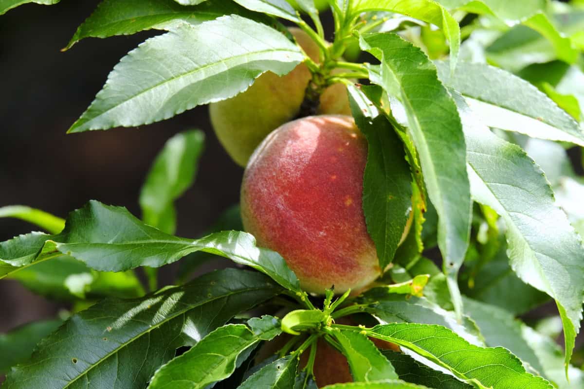 how to grow peach tree