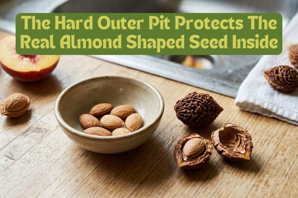 Everything You Need to Know About Growing Peaches from Scratch 2 preparing the peach seed