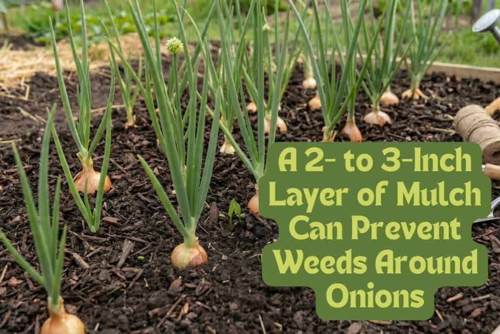 Onion Growing Made Easy: How to Plant and Care for Any Variety 8 apply mulch to onions for weeds and pests