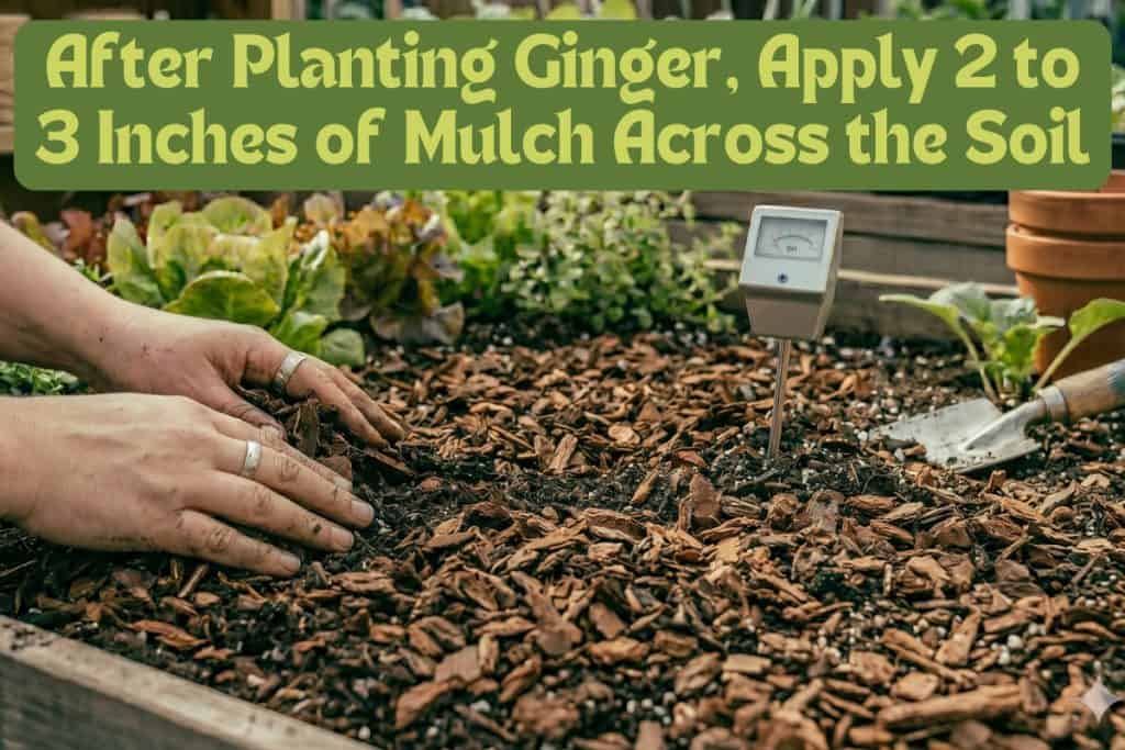 How to Grow Ginger at Home from Rhizome to Harvest 6 applying mulch to planted ginger