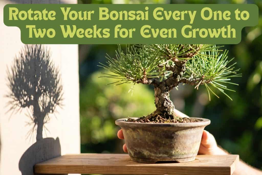 8 Steps to Bonsai Success: Watering, Pruning, Repotting, and More 5 bonsai tree light requirements