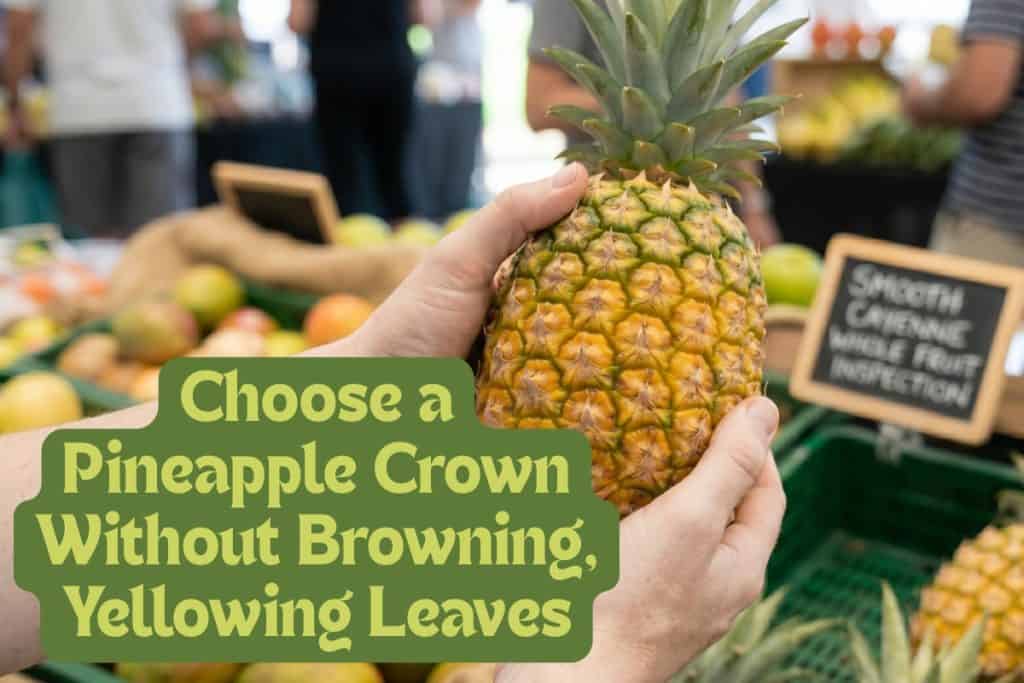 The Ultimate Guide to Growing Pot-Grown Pineapples 2 buy a healthy pineapple