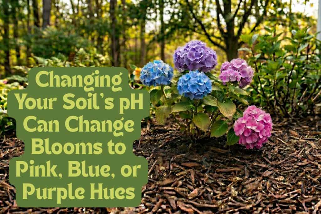 A Beginner’s Guide to Grow and Care for Hydrangeas 9 change soil ph to change hydrangea color