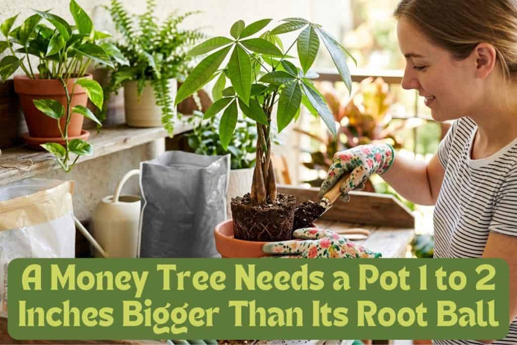 8 Simple Steps to Grow and Care for a Money Tree 2 how to choose money tree pot and soil
