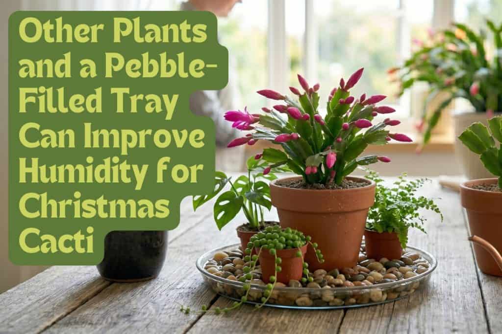 The Complete Guide to Christmas Cacti (Crab & Schlumbergera Plant Care) 6 christmas cacti humidity and airflow