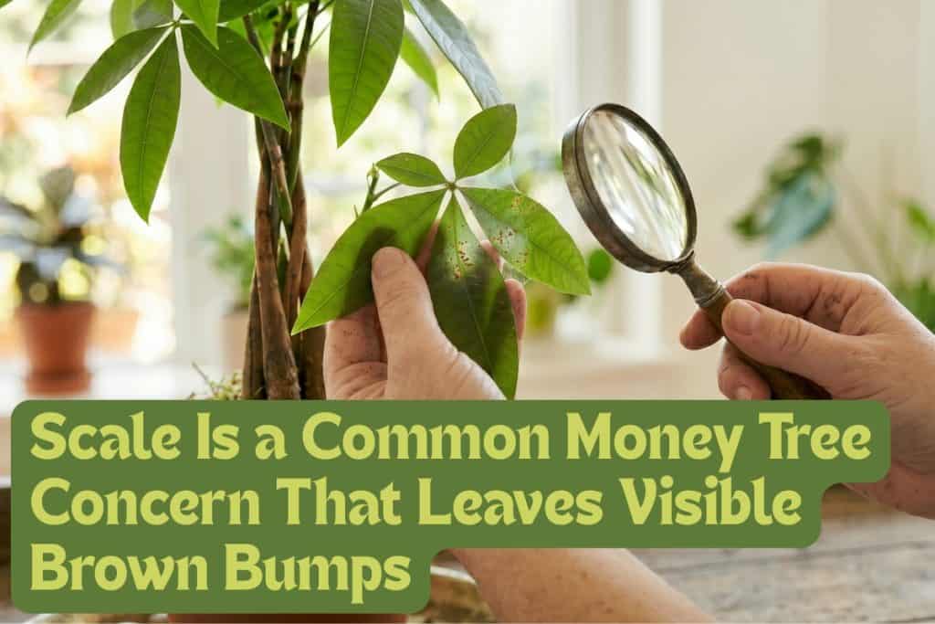8 Simple Steps to Grow and Care for a Money Tree 8 common money tree pests