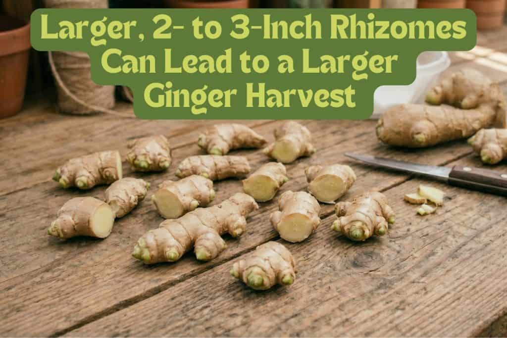How to Grow Ginger at Home from Rhizome to Harvest 4 cutting ginger rhizomes