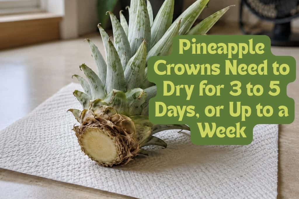 The Ultimate Guide to Growing Pot-Grown Pineapples 5 dry out pineapple crown