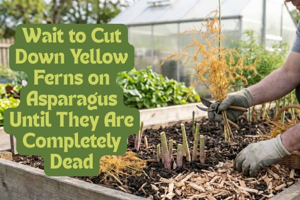 Grow Your Own Asparagus: 8 Easy Tips for a Long-Lasting Harvest 9 fall and winter asparagus care