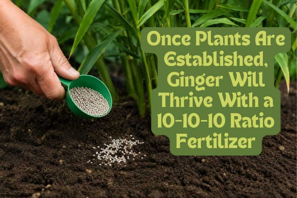 How to Grow Ginger at Home from Rhizome to Harvest 8 fertilizing ginger
