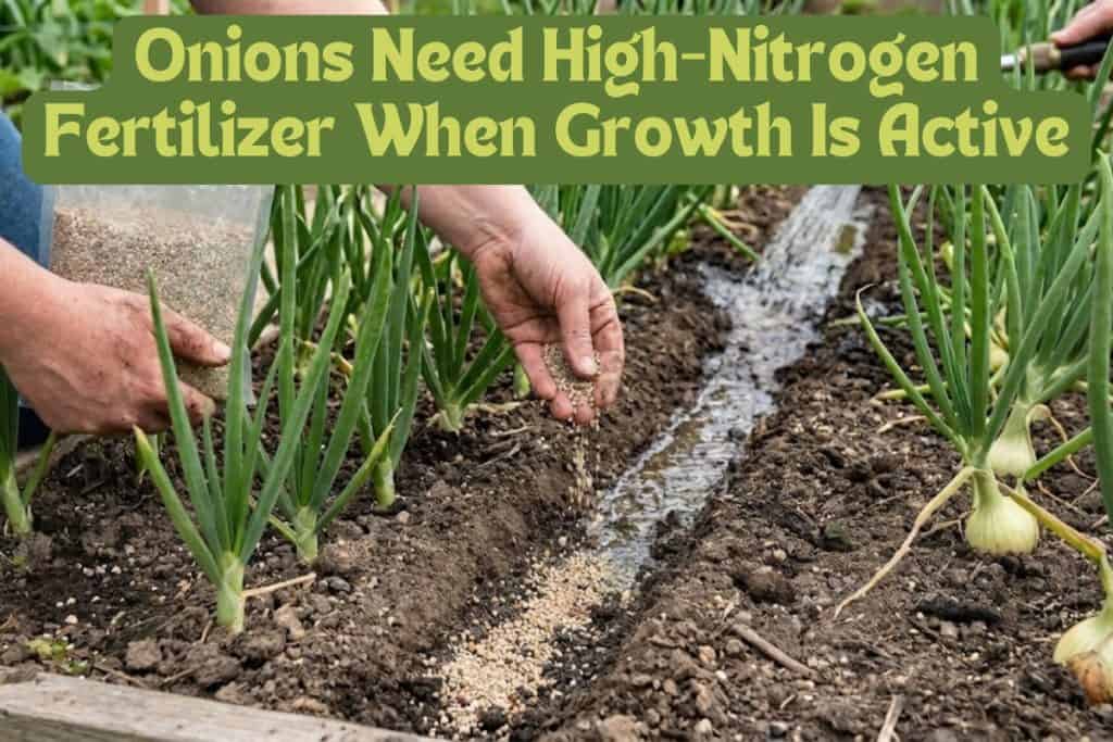 Onion Growing Made Easy: How to Plant and Care for Any Variety 7 fertilizing onions