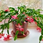 Home (GB) 2 growing Christmas cactus
