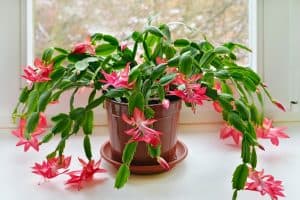 Diane Dunn 32 growing Christmas cactus