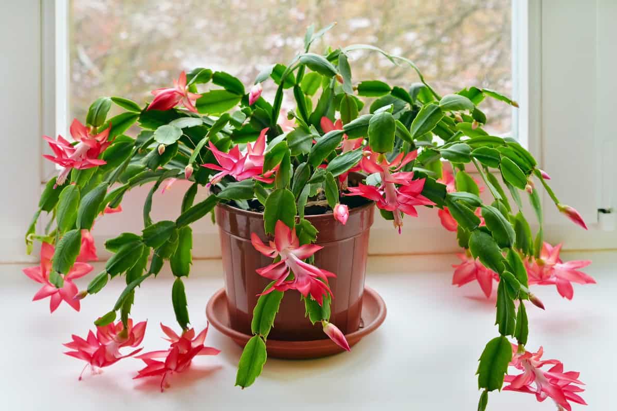 growing Christmas cactus