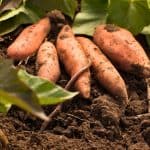 growing sweet potatoes